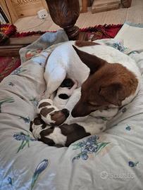 Cuccioli di fox terrier pelo liscio