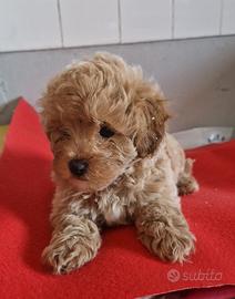 Maltipoo Toy maschietto
