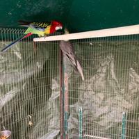 Rosella comune e Inseparabili personata