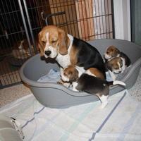 Beagle cuccioli