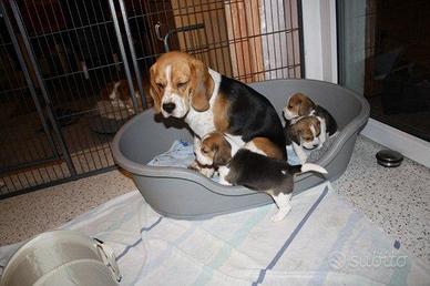 Beagle cuccioli