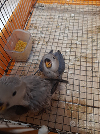 Inseparabili allevati a mano