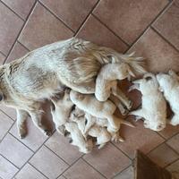 Cuccioli di pastore maremmano