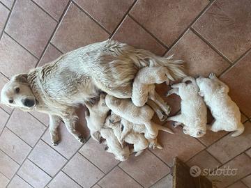 Cuccioli di pastore maremmano