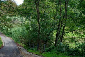 Terreno con accesso diretto su strada