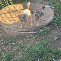 Jack Russell