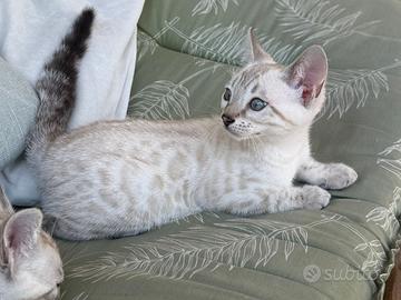 Gatto bengal snow
