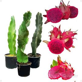 3pz Pianta frutto del drago pitaya radicata rossa