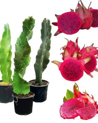 3pz Pianta frutto del drago pitaya radicata rossa