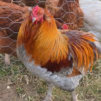Gallo araucana color rame e grigio