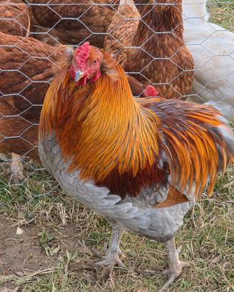 Galli araucana e olive egger F1 disponibili