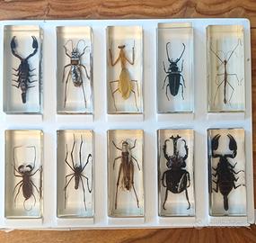 Collezione insetti e aracnidi in blocchi di resina