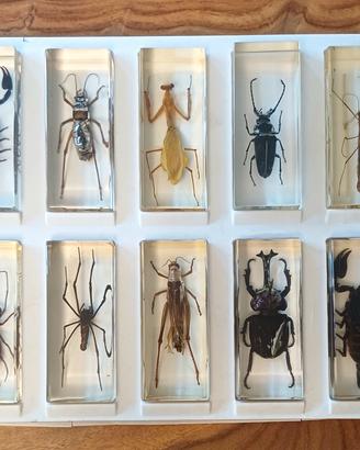 Collezione insetti e aracnidi in blocchi di resina