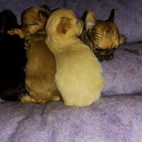 Chihuahua a pelo lungo