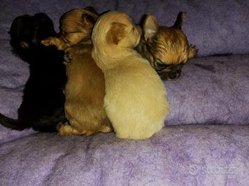 Chihuahua a pelo lungo