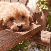 Maltipoo 2mesi disponibili