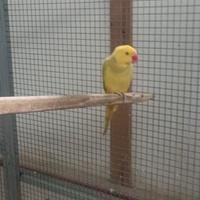 Femmine di parrocchetto dal collare