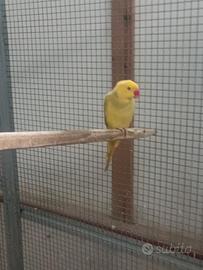 Femmine di parrocchetto dal collare