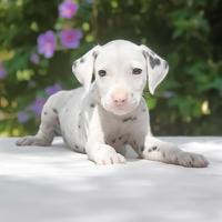 Cucciolo maschio di Dalmata