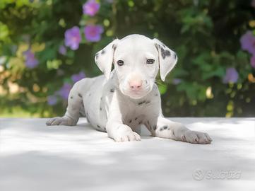 Cucciolo maschio di Dalmata