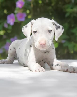 Cucciolo maschio di Dalmata