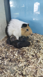 Porcellini d'india baby