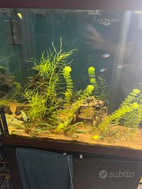 Piante acquario omaggio