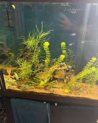 Piante acquario omaggio