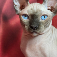 Gatto sphinx maschio occhi blue dominante