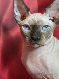 Gatto sphinx maschio occhi blue dominante