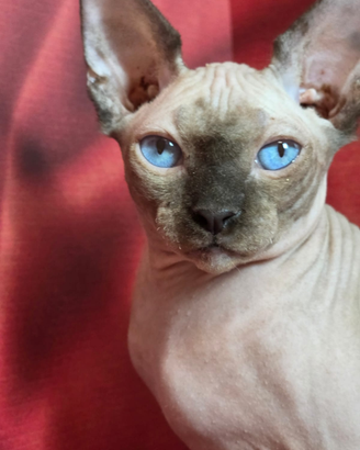 Gatto sphinx maschio occhi blue dominante