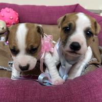 Cuccioli Jack Russell