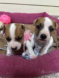Cuccioli Jack Russell