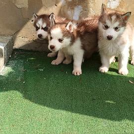 Cuccioli siberian husky