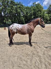 Castrone appaloosa