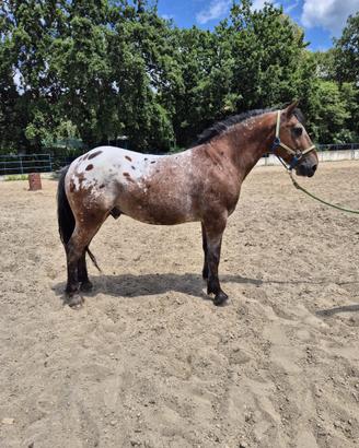 Castrone appaloosa