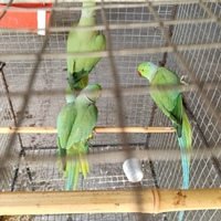 Parrocchetti dal collare