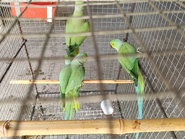 Parrocchetti dal collare