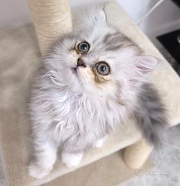 Gattina pura Persiana Cincillà