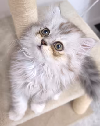 Gattina pura Persiana Cincillà