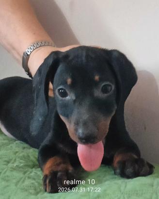 Cuccioli bassotto tedesco