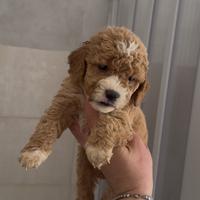 Barboncino maschietto