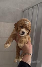 Barboncino maschietto