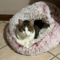 Un cuore di gatto chiamato Akela