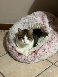 Un cuore di gatto chiamato Akela