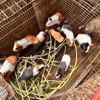 Cuccioli di Porcellina d'india