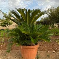 Piante di cycas