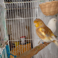 Coppia riproduttiva di closter