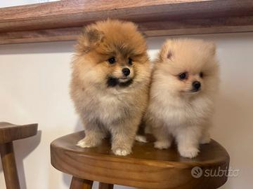 Volpino spitz di Pomerania