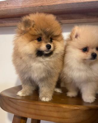 Volpino spitz di Pomerania